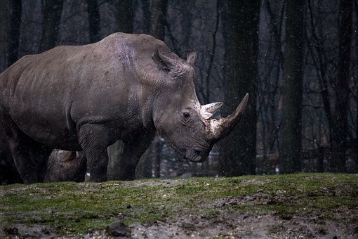 Rhino